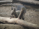 Sapporo: Maruyama Zoo…